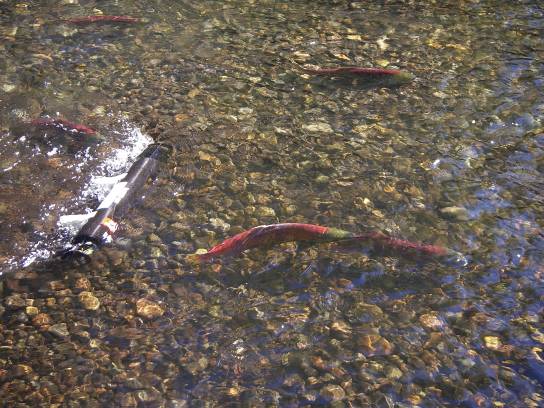 Using a LISST ST to investigate the sediment resuspended by salmon during spawning, Quesnel Watershed, British Columbia (P Owens)